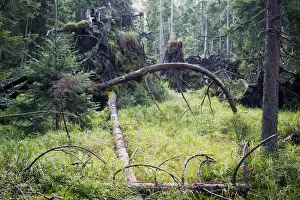 Spruce Tree Prints: Virgin spruce forest with fallen, dead and decaying trees