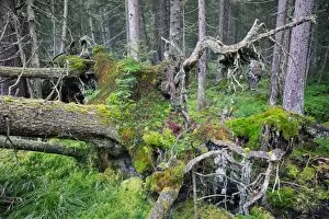 Virgin spruce forest with fallen, dead and decaying trees