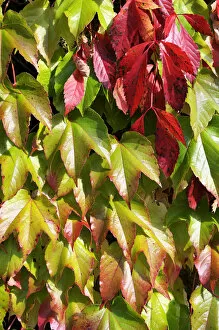 Seasons Gallery: Virginia creeper or five-leaved ivy (Parthenocissus quinquefolia Engelmannii)