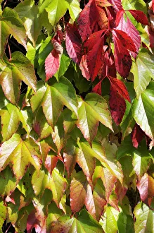 Climbing Collection: Virginia creeper or five-leaved ivy (Parthenocissus quinquefolia Engelmannii)
