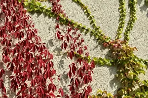 Creeping Prints: Virginia creeper or five-leaved ivy (Parthenocissus quinquefolia Engelmannii) and Japanese creeper