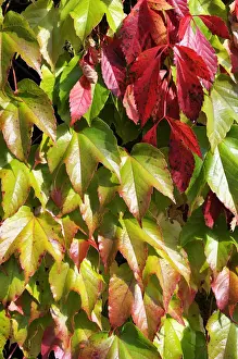 Colourful Prints: Virginia creeper or five-leaved ivy (Parthenocissus quinquefolia Engelmannii) and Japanese creeper