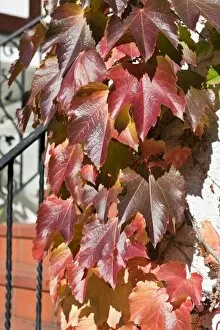 Virginia creeper (Parthenocissus tricuspidata) on a house wall