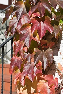 Virginia creeper (Parthenocissus tricuspidata) on a house wall Virginia creeper (Parthenocissus tricuspidata) on a house wall