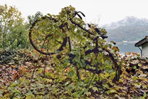 Autumn Leaf Prints: Virginia Creeper -Parthenocissus tricuspidata- overgrown on an old bicycle