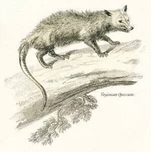 Images Dated 3rd April 2017: Virginia opossum engraving 1803