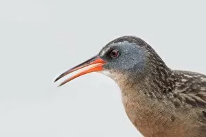 Images Dated 29th May 2011: Virginia Rail (Rallus limicola)
