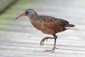 Images Dated 29th May 2011: Virginia Rail (Rallus limicola)