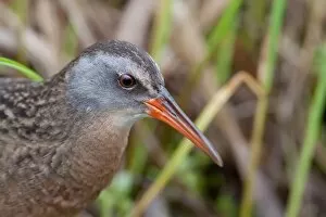 Images Dated 29th May 2011: Virginia rail (Rallus limicola)