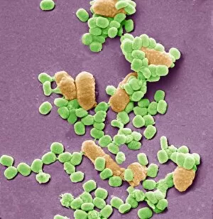 Virus particles and bacteria, SEM