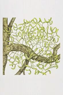 Berry Gallery: Viscum album, Mistletoe growing on tree branch
