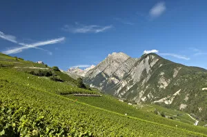 Viticulture terraces, Premploz, Conthey, Canton of Valais, Switzerland