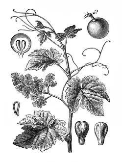 Vegetarian Food Prints: Vitis vinifera (common grape vine)