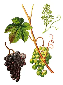 Vitis Vinifera Prints: Vitis vinifera (common grape vine)