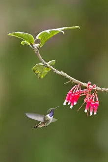 Volcano Hummingbird