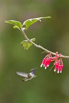 Images Dated 4th March 2017: Volcano Hummingbird (Selasphorus flammula)