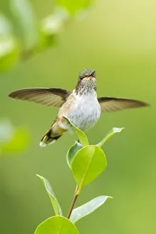 Images Dated 4th March 2017: Volcano Hummingbird (Selasphorus flammula)
