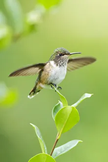 Images Dated 4th March 2017: Volcano Hummingbird (Selasphorus flammula)