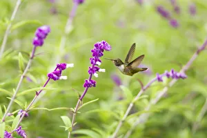 Images Dated 4th March 2017: Volcano Hummingbird (Selasphorus flammula)