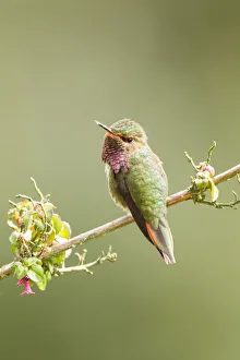 Images Dated 4th March 2017: Volcano Hummingbird (Selasphorus flammula)