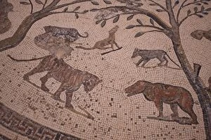 Morocco Collection: Volubilis Mosaic