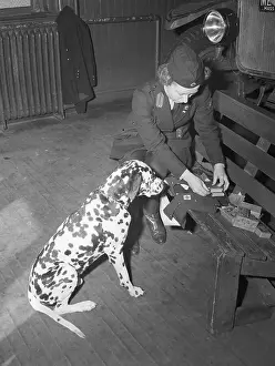 Rescue Prints: Volunteer Packing Rescue Dog's Pack