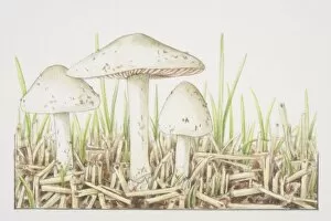 Volvariella gloiocephala, Stubble-field Volvar mushrooms fruiting on bed of straw