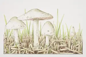 Mushrooms Prints: Volvariella gloiocephala, Stubble-field Volvar mushrooms fruiting on bed of straw
