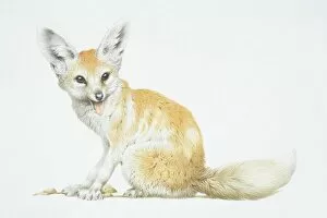 Mammals Gallery: Vulpes zerda, Fennec Fox