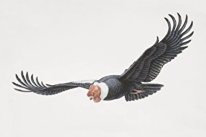 Feathers Collection: Vultur gryphus, Andean Condor in flight