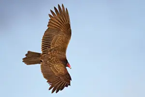 Vulture