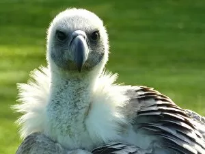 Images Dated 24th September 2011: Vulture