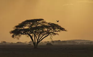 Buena Vista Images Collection: Vulture over acacia at sunset