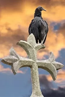 Images Dated 30th September 2012: Vulture on Cross and Sunset