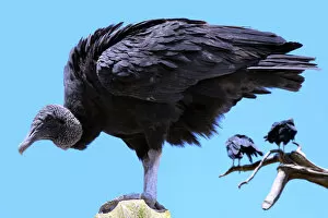 Vulture in detailed portrait