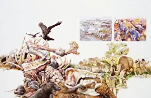 Skulls Prints: Vultures, buzzard and wild animals feeding on carcasses
