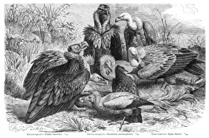 Vulture Prints: Vultures engraving 1895