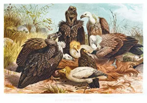 Images Dated 5th July 2015: Vultures illustration 1882