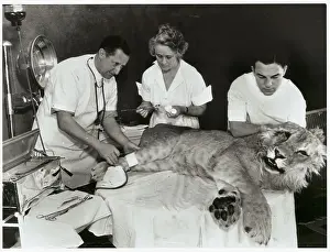 James Cook Prints: W. A. Jaquiss and Assistants with Sick Lion