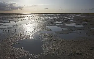 Lower Prints: Wadden Sea with Samphire (Salicornia sp)