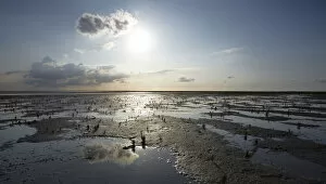 Back Gallery: Wadden Sea with Samphire (Salicornia sp.), puddles and mud flats, Mellum Island