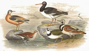 Wading birds Antique Lithograph from 1852