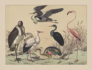 Wading birds and Flamingoes, hand-colored chromolithograph, published in 1882