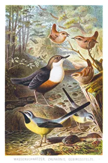 Wren Gallery: Wagtail rattler wren illustration 1882
