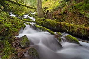 Images Dated 23rd March 2016: Wahkeena Creek at Sprintime