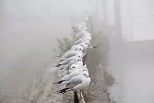 waiting gulls