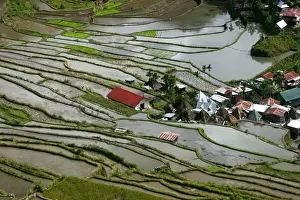 Banaue Prints: Waiting for Rice to Grow