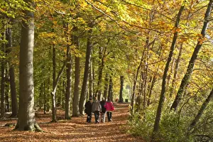 Lower Prints: Walk in an autumnal forest, Lueneburg, Lower Saxony, Germany, Europe