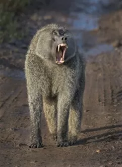 Images Dated 8th April 2015: walking baboon