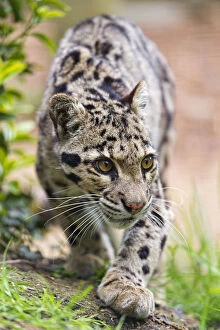 Images Dated 9th June 2013: Walking clouded leopard